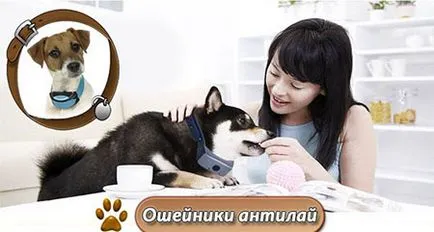 Elfelejt kutya ugat gallér Antila - dogcollar - lőszer és kiegészítők kutyáknak