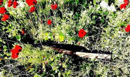 Arról, hogy ő volt a mi hadsereg és elfogultság - dahamite (mi) Ahhoz, hogy megtanulják, hogyan kell elhelyezni a mi katonai szolgálatot, és a torzítás - dahamite
