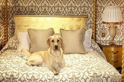 Pet Hotels