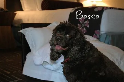 Pet Hotels