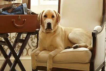 Pet Hotels