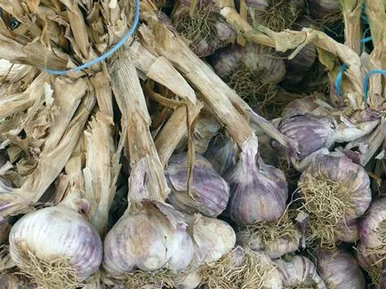 Növényi fokhagyma - ültetés és ápolás a nyílt terepen, fokhagyma fotó, termesztés fokhagyma magról; takarítás (locsolás) Növényi fokhagyma - ültetés és ápolás a nyílt terepen, fokhagyma fotó, termesztés fokhagyma magról; takarítás