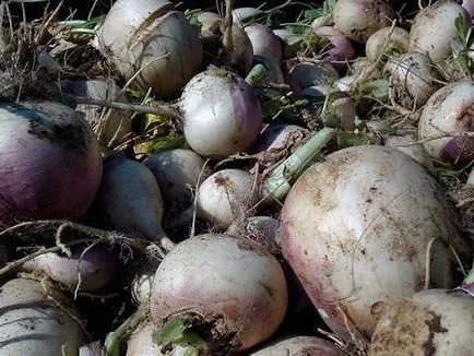 Fehérrépa zöldség - ültetés és ápolás a nyílt terepen, fotó fehérrépa, karalábé növekvő magról;