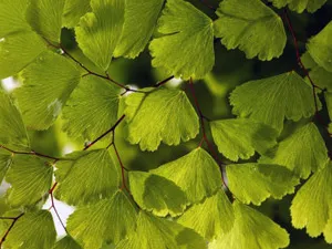 Fern szoba - karbantartási, szorzás, a kiültetés (szoba) Fern szoba - karbantartás, szorzás, kiültetés