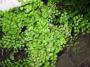 Fern szoba - karbantartási, szorzás, transzplantáció (transzplantációs) Fern szoba - karbantartás, szorzás, kiültetés