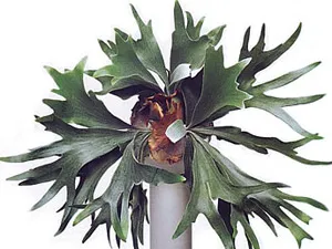 Fern szoba - karbantartási, szorzás, transzplantáció (transzplantációs) Fern szoba - karbantartás, szorzás, kiültetés