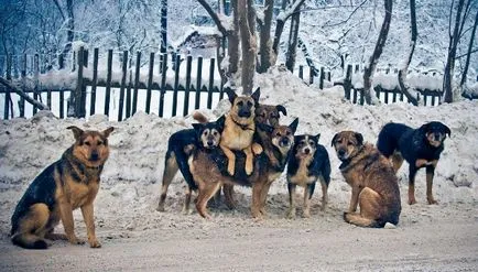 Állat fodrászat, miért a kutya esküvő veszélyes az emberre (kutya) Állat fodrászat, miért a kutya esküvő emberre veszélyes
