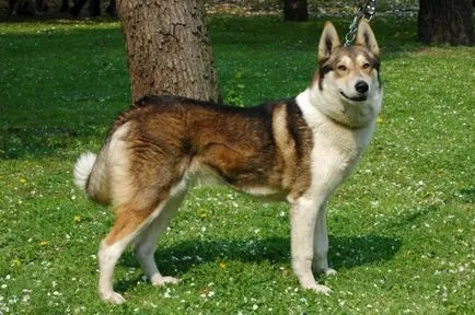 Vadászat husky jellegű, leírás, jellemzők és a fajta faj