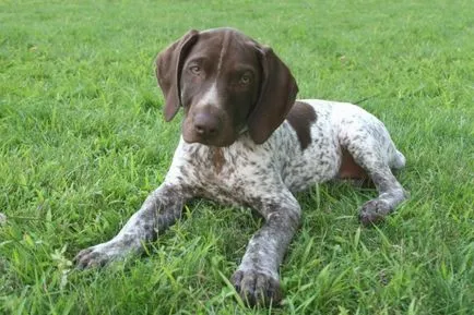 Kurtshaar vadászkutya (német pointer) kőzetek leírása tartalom