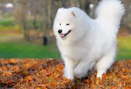 Vadászat husky jellegű, leírás, jellemzők és a fajta faj