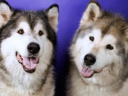 Vadászat husky jellegű, leírás, jellemzők és a fajta faj