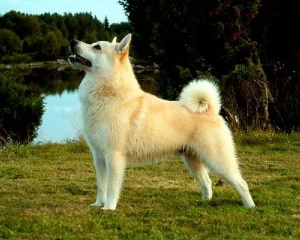 Vadászat husky jellegű, leírás, jellemzők és a fajta faj