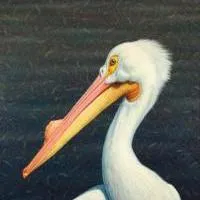 Pelican, madár leírását és jellemzését