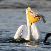 Pelican, madár leírását és jellemzését