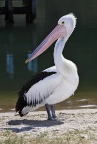Pelican, madár leírását és jellemzését