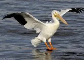Pelican, madár leírását és jellemzését