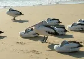 Pelican, madár leírását és jellemzését