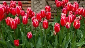 Transzplantációs tulipán, ötletek tenyésztők (matereal ültetés) Transzplantációs tulipán, ötletek tenyésztők