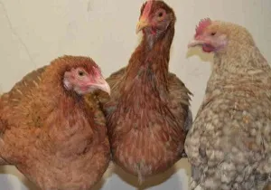 Peroed csirkében, hogyan lehet megszabadulni a csirke tetvek népi jogorvoslat és vegyszerek (csirke) Peroed csirkében, hogyan lehet megszabadulni a csirke tetvek népi jogorvoslat és vegyszerek