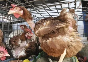 Peroed csirkében, hogyan lehet megszabadulni a csirke tetvek népi jogorvoslat és vegyszerek (csirke) Peroed csirkében, hogyan lehet megszabadulni a csirke tetvek népi jogorvoslat és vegyszerek