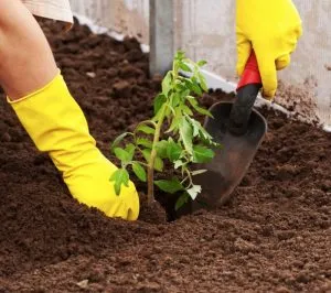 Transzplantációs paradicsom üvegházi ültetése paradicsom palántákat, videó