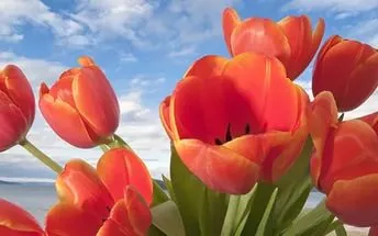 Transzplantációs tulipán, ötletek tenyésztők (tulipán) Transzplantációs tulipán, ötletek tenyésztők