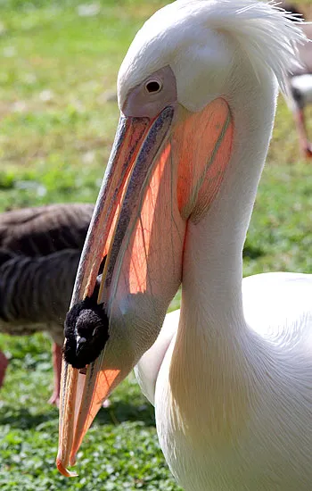 Pelicans, állat enciklopédia