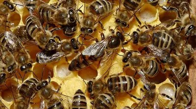 Bee - képek gyerekek képek