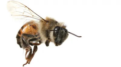 Bee - képek gyerekek képek