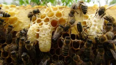 Bee - képek gyerekek képek