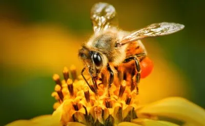 Bee - képek gyerekek képek