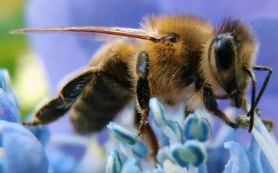 Bee - képek gyerekek képek