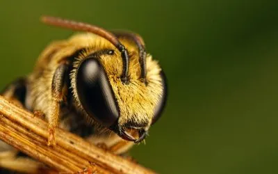 Bee - képek gyerekek képek