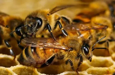 Bee - képek gyerekek képek