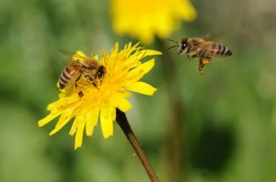 Bee - képek gyerekek képek