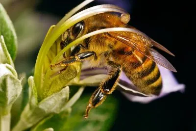 Bee - képek gyerekek képek
