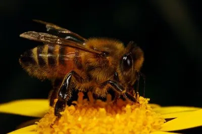 Bee - képek gyerekek képek