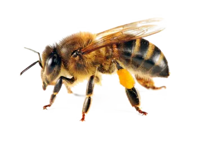 Bee - képek gyerekek képek