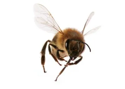 Bee - képek gyerekek képek