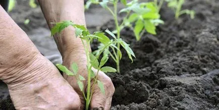 Transzplantációs paradicsom üvegházi ültetése paradicsom palántákat, videó