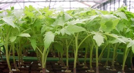 Transzplantációs paradicsom üvegházi ültetése paradicsom palántákat, videó