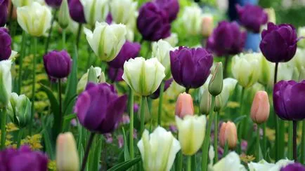 Transzplantációs tulipán, ötletek tenyésztők (matereal ültetés) Transzplantációs tulipán, ötletek tenyésztők