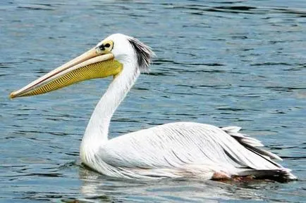 Pelican Photo