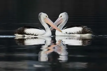 Pelicans, állat enciklopédia