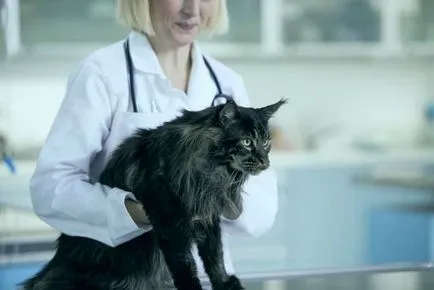 Tedd férgek továbbítja a macska cat személy féle paraziták (humán) Ne férgek továbbítja a macskák, hogy az emberi fajta macska paraziták
