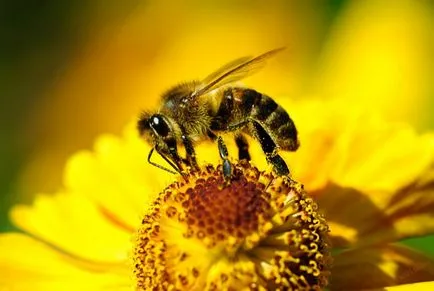 Bee - képek gyerekek képek