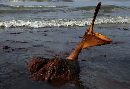 Pelicans, állat enciklopédia
