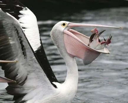 Pelican Photo