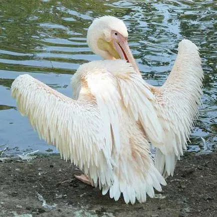 Pelican Photo