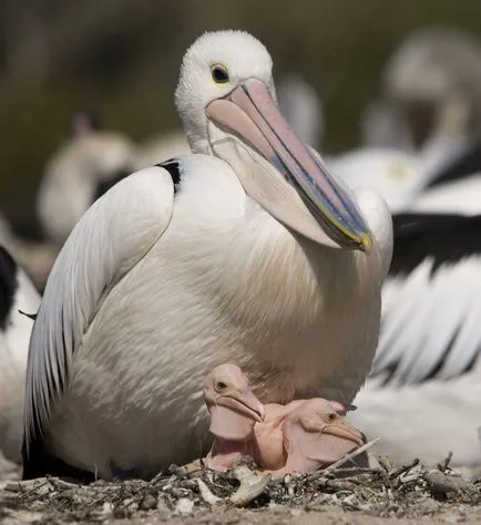 Pelicans, állat enciklopédia